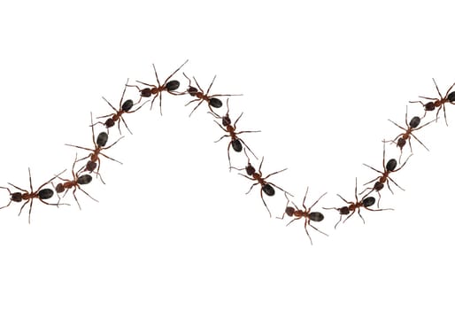 Red forest ant,Formica rufa,is a useful,protected insect that lives in the forest and forms large states. Red wood ant,Formica rufa,is a useful,protected insect that lives in the forest and forms large colonies.