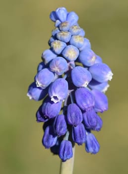 Grape hyacinth,Muscari latifolium is an early bluefish with beautiful blue flowers. Grape Hyacinth,Muscari latifolium is an early bloomer with beautiful blue flowers.