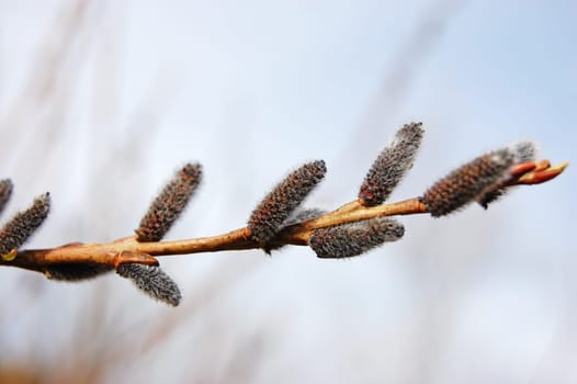Pussy Willow at Spring