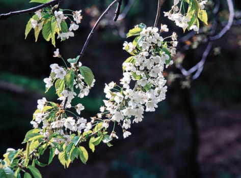 Blooming cherry tree in the garden