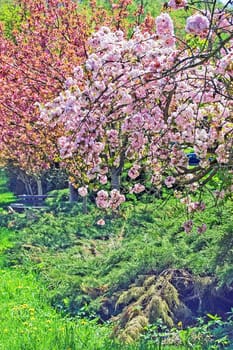 Spring in garden