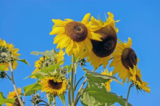 Sunflower in the garden