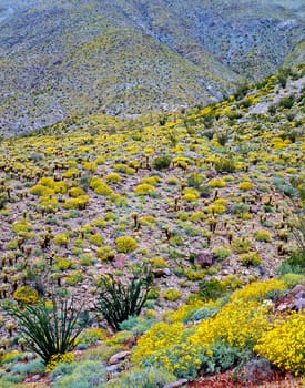 Sprinh in the Anza-Borego Desert in California