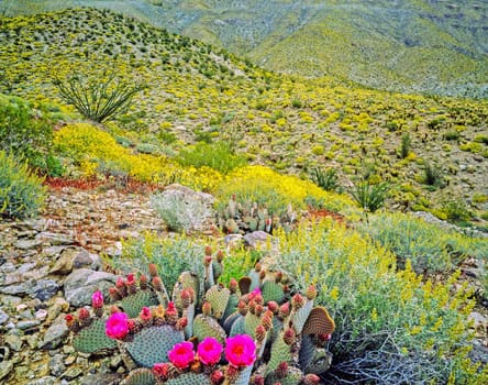 Blooming Desert at Spring in  Anza-Borego, California