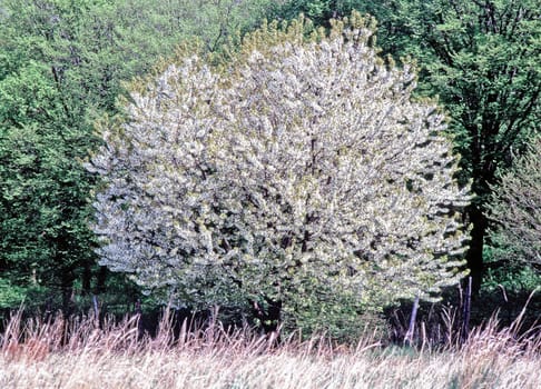 Spring with a blooming tree
