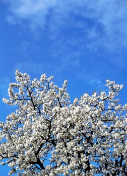 Spring in garden