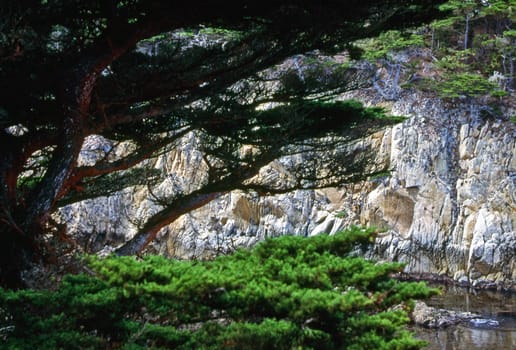 View of Point Lobos on Pacific Coast of California