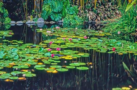 Close up of a Water Lily in pond