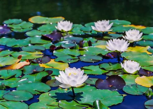 Close up of a Water Lily in pond