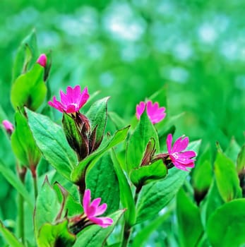 A Field of Wild Flowers