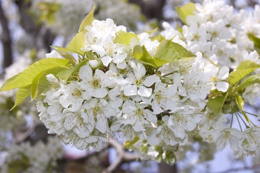 Blooming cherry tree in the garden
