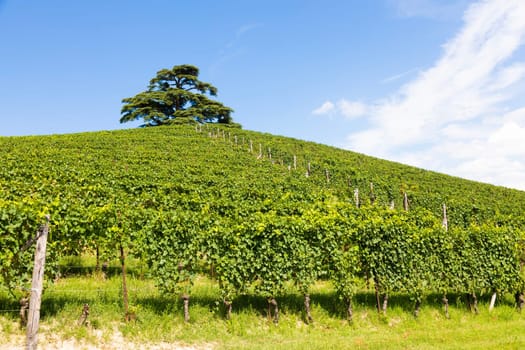 Panoramic countryside in Piedmont region, Italy. Scenic vineyard hill close to Barolo.