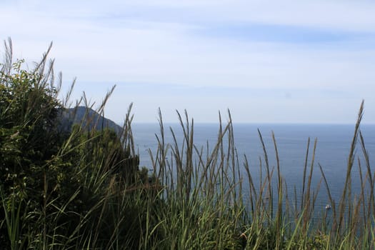The horizon of the infinite sea behind the grass and the ears in the south of Italy