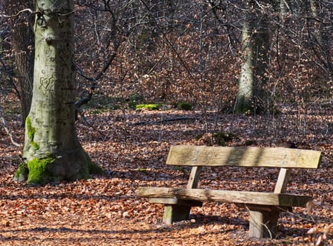 wooden bench besides a big tree with heart symbol engravations at a resting area in the forest