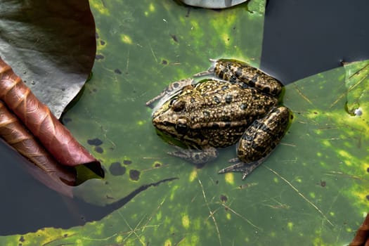 close-up view of a reptile sitting on a waterplant in a pond