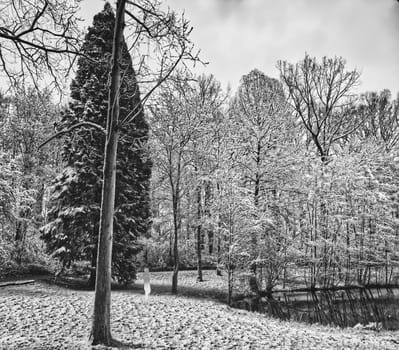 idyllic snow scenery with a tiny person/ woman surrounded by hugh trees on a snow white april day, digitally processed, black and white photography