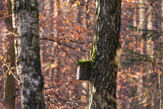 Birdhouse für singing birds on a tree in a forest in early springtime, autumnal colors, two big trees trunks