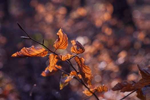 closeup view of a bench flooded with light, surrounded by autumnal leaves in autumnal colors with an interesting bokeh