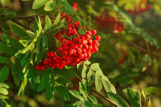 Rowan / mountain-ash berry (Sorbus aucuparia) bunch growing on tree branch