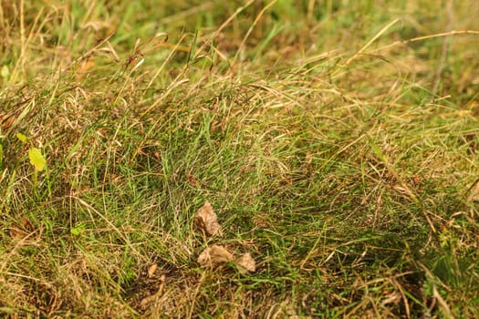 Closeup photo autumn grass, some leaves already brown, lit by afternoon sun. Abstract late summer background.