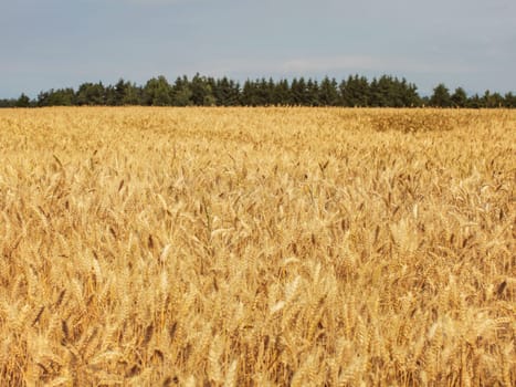Golden wheat field lit by soft afternoon sun, small forest in background.