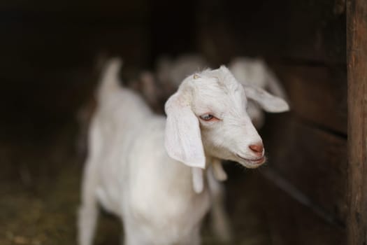 Young white goat kid, blurred barn stable in background. Detail on head.