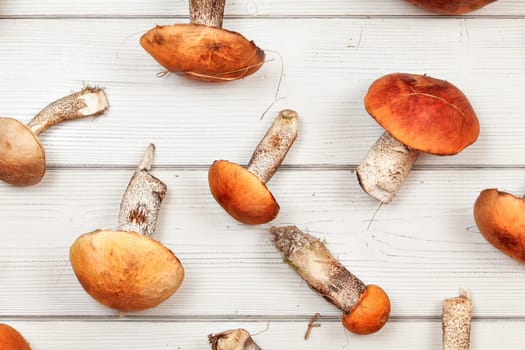 Tabletop view - freshly harvested forest mushrooms, Red-capped scaber stalk (Leccinum aurantiacum / albostipitatum), on white wood boards.