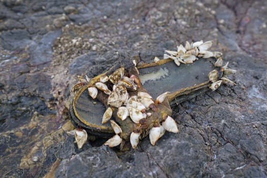 Slipper shoe covered with sea barnacles on the rock
