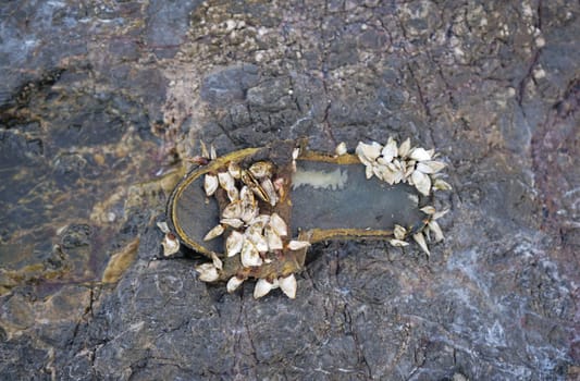 Slipper shoe covered with sea barnacles on the rock