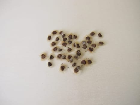 Self harvested hibiscus seeds on a wooden board