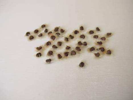 Self harvested hibiscus seeds on a wooden board