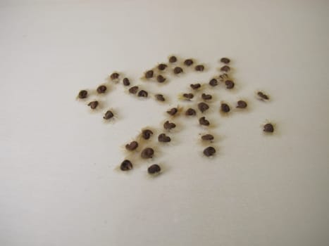 Self harvested hibiscus seeds on a wooden board