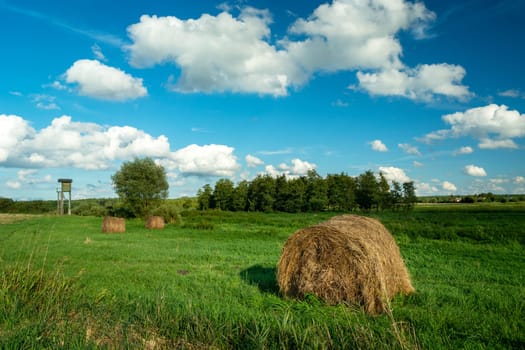 Hay bales lying on a green meadow, Czulczyce, Lubelskie, Poland