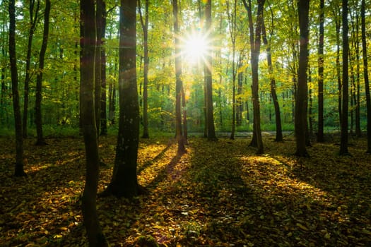 Glare of the sun in the autumn forest, Nowiny, Lubelskie, Poland