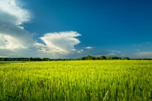 Green grain and clouds on a blue sky, Nowiny, Lubelskie, Poland