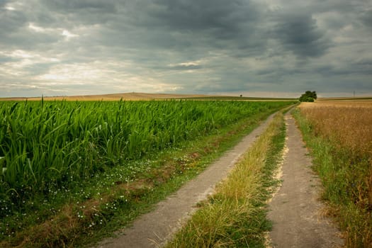 Dirt road next to a corn field and cloudy sky, Staw, Lubelskie, Poland