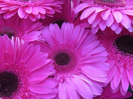 beautiful natural flowers aromatic spring romanticism gift