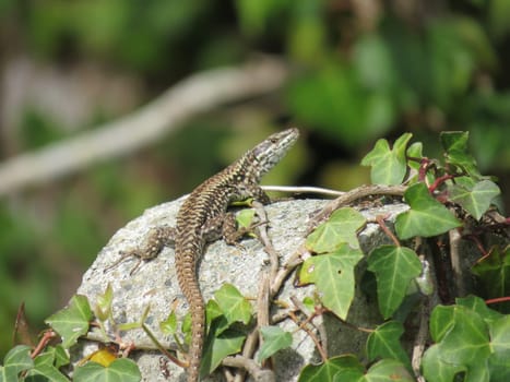 reptile lizard animal camouflage motionless predatory observation