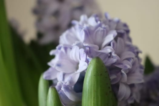beautiful natural flowers aromatic spring romanticism gift