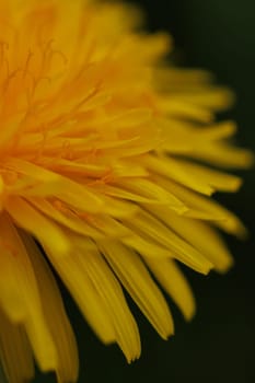 Beautiful Spring Nature Background and dandelion flower.Abstract Macro Photography.Artistic closeup concept.Web Banner for design and website. Amazing Colorful Wallpaper. Orange and Yellow Colors