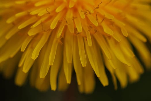 Beautiful Spring Nature Background and dandelion flower.Abstract Macro Photography.Artistic closeup concept.Web Banner for design and website.Amazing Colorful Wallpaper.Orange and Yellow Colors.Floral Art. Beautiful Nature.