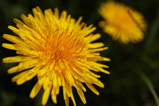 Beautiful Spring Nature Background and dandelion flower.Abstract Macro Photography.Artistic closeup concept.Web Banner for design and website. Amazing Colorful Wallpaper. Orange and Yellow Colors
