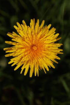 Beautiful Spring Nature Background and dandelion flower.Abstract Macro Photography.Artistic closeup concept.Web Banner for design and website. Amazing Colorful Wallpaper. Orange and Yellow Colors