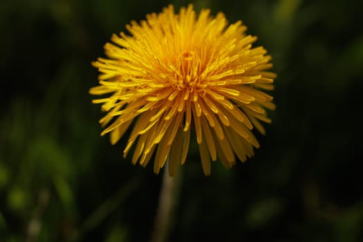 Beautiful Spring Nature Background and dandelion flower.Abstract Macro Photography.Artistic closeup concept.Web Banner for design and website. Amazing Colorful Wallpaper. Orange and Yellow Colors