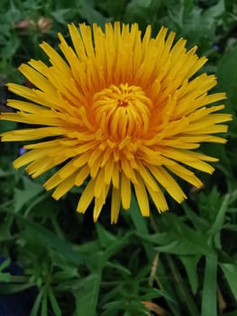 Beautiful Spring Nature Background and dandelion flower.Abstract Macro Photography.Artistic closeup concept.Web Banner for design and website. Amazing Colorful Wallpaper. Orange and Yellow Colors