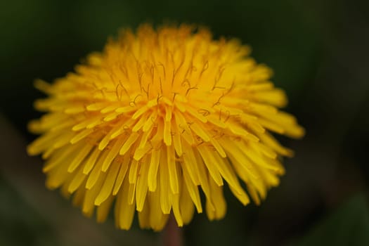Beautiful Spring Nature Background and dandelion flower.Abstract Macro Photography.Artistic closeup concept.Web Banner for design and website. Amazing Colorful Wallpaper. Orange and Yellow Colors