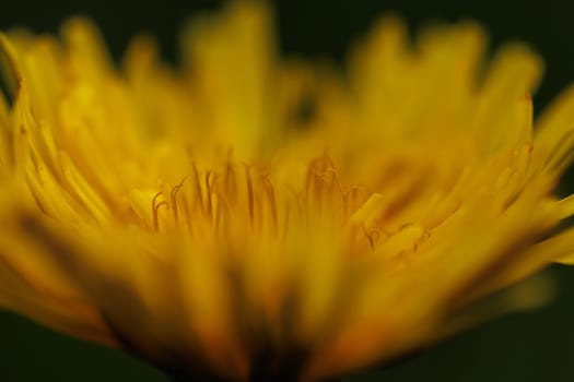 Beautiful Spring Nature Background and dandelion flower.Abstract Macro Photography.Artistic closeup concept.Web Banner for design and website. Amazing Colorful Wallpaper. Orange and Yellow Colors