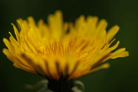 Beautiful Spring Nature Background and dandelion flower.Abstract Macro Photography.Artistic closeup concept.Web Banner for design and website. Amazing Colorful Wallpaper. Orange and Yellow Colors