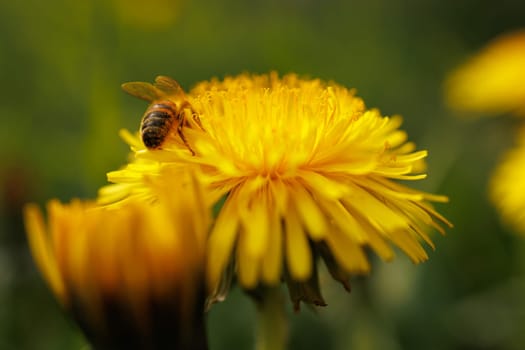Beautiful Spring Nature Background and dandelion flower.Abstract Macro Photography.Artistic closeup concept.Web Banner for design and website.Amazing Colorful Wallpaper.Orange and Yellow Colors.Floral Art. Beautiful Nature.