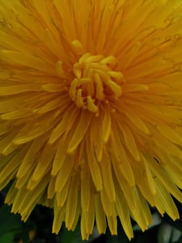 Beautiful Spring Nature Background and dandelion flower.Abstract Macro Photography.Artistic closeup concept.Web Banner for design and website. Amazing Colorful Wallpaper. Orange and Yellow Colors